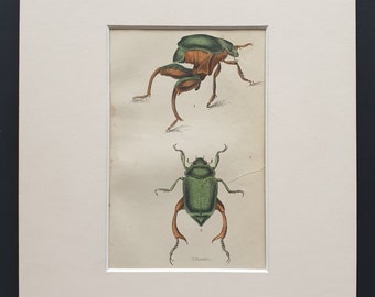 Scarabeus Macropus, Chrysophera Chrysochiora - Original c1860 hand coloured beetle print in mount