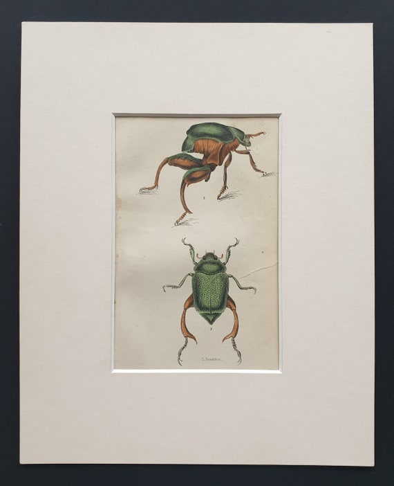 Scarabeus Macropus, Chrysophera Chrysochiora - Original c1860 hand coloured beetle print in mount