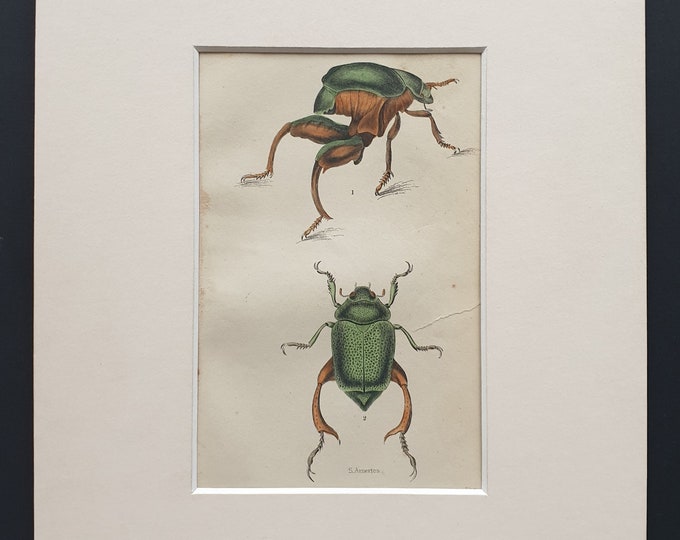 Scarabeus Macropus, Chrysophera Chrysochiora - Original c1860 hand coloured beetle print in mount