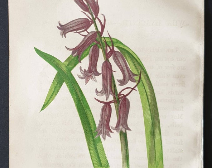 Original 1857 poisonous plant print - Wild Hyacinth
