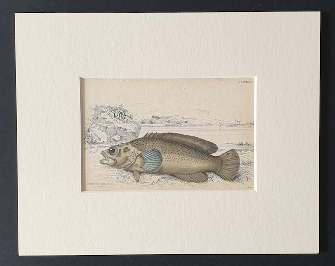 Original 1843 hand coloured fish print in mount - The Brazilian Rypticus