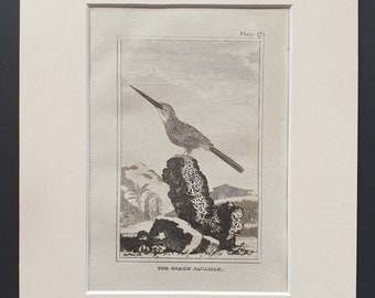 The Green Jacamar - Original 1812 Buffon print in mount (171)