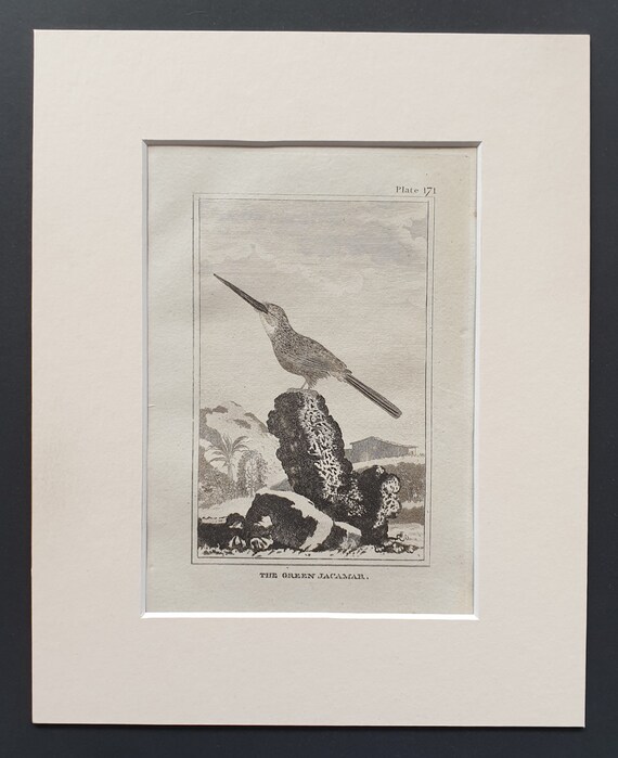 The Green Jacamar - Original 1812 Buffon print in mount (171)