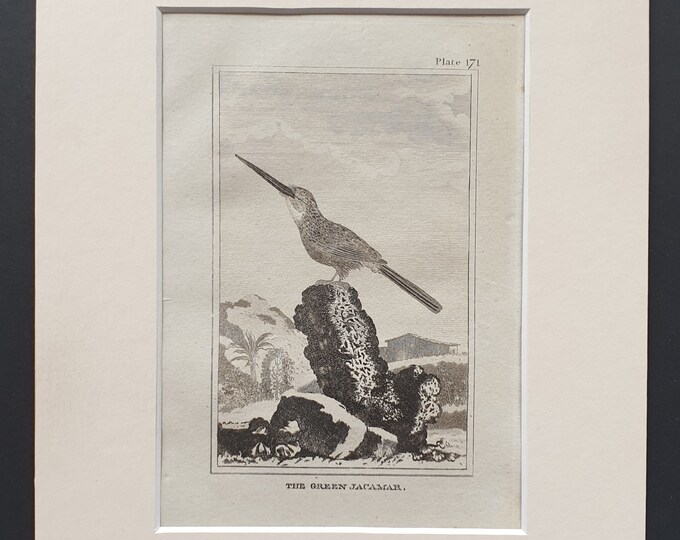 The Green Jacamar - Original 1812 Buffon print in mount (171)