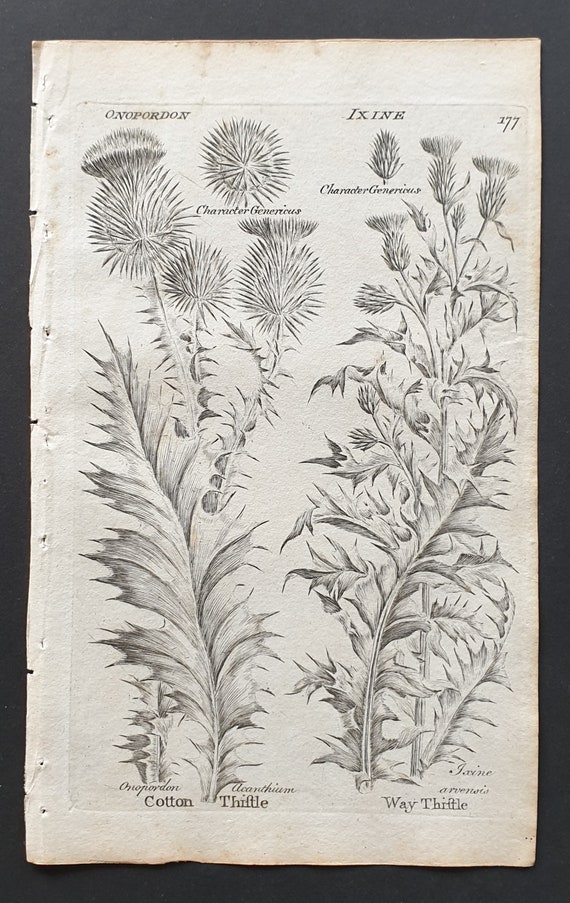 Cotton and Way Thistle - Original 1802 Culpeper engraving (177)