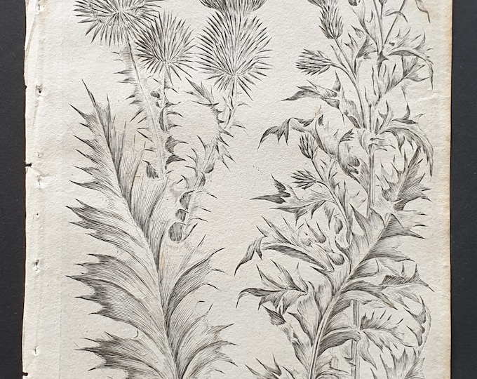 Cotton and Way Thistle - Original 1802 Culpeper engraving (177)