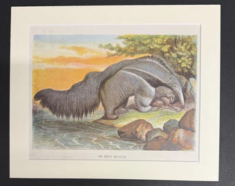 The Great Ant-Eater - Original 1898 Antique Print