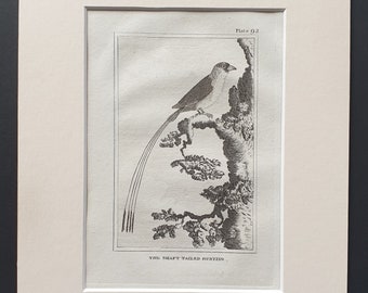 The Shaft Tailed Bunting - Original 1812 Buffon print in mount (92)