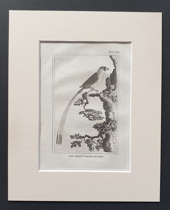 The Shaft Tailed Bunting - Original 1812 Buffon print in mount (92)