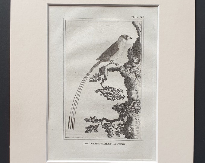 The Shaft Tailed Bunting - Original 1812 Buffon print in mount (92)