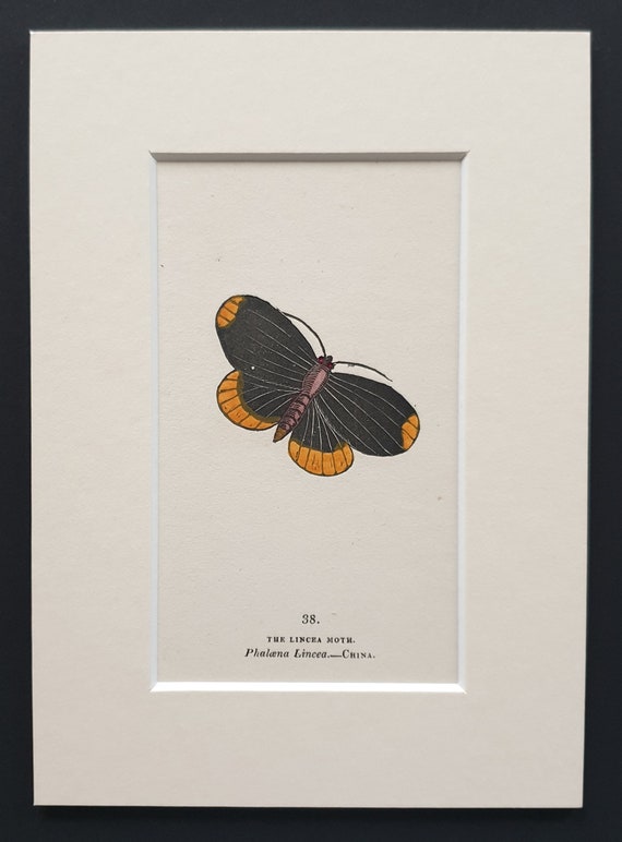 The Lincea Moth - Original 1834 hand coloured print in mount (38)