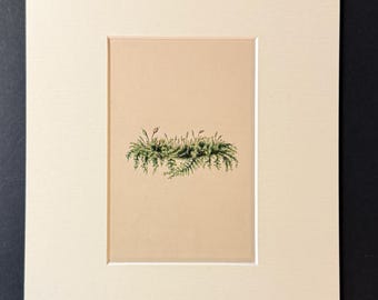 Moss - Original 1840 Hand Coloured Print