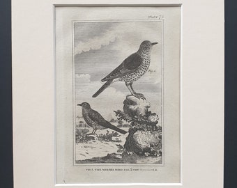 The Missel Bird and The Throstle - Original 1812 Buffon print in mount (75)