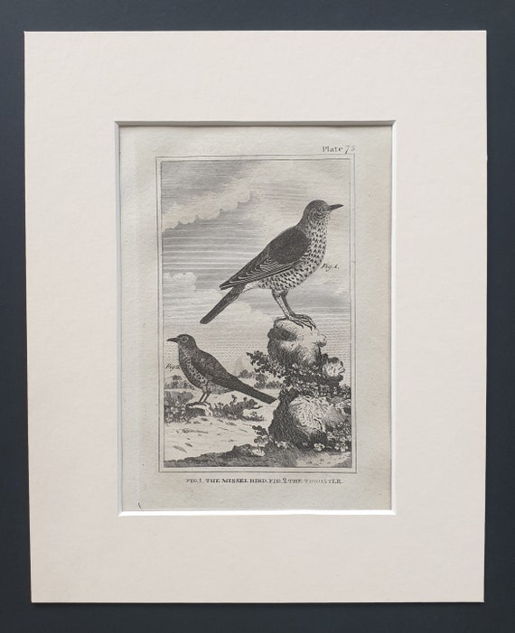 The Missel Bird and The Throstle - Original 1812 Buffon print in mount (75)