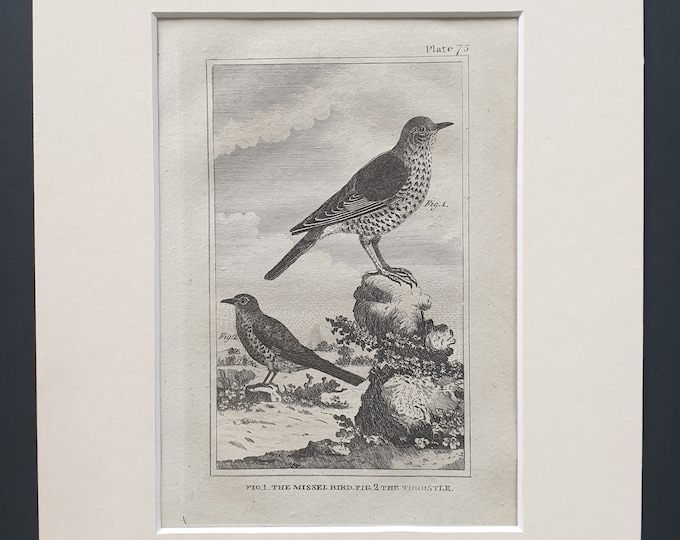 The Missel Bird and The Throstle - Original 1812 Buffon print in mount (75)