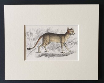 The Egyptian Cat - Original 1834 hand coloured Naturalists Library print