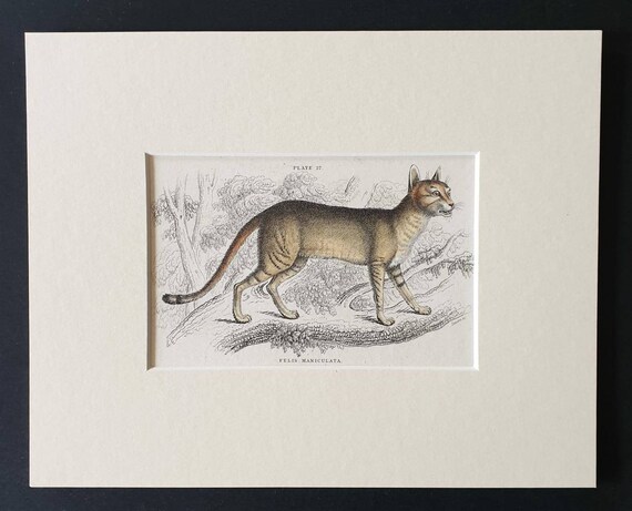 Original 1834 hand coloured  Naturalists Library print - The Egyptian Cat