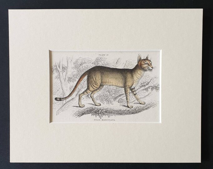 Original 1834 hand coloured  Naturalists Library print - The Egyptian Cat