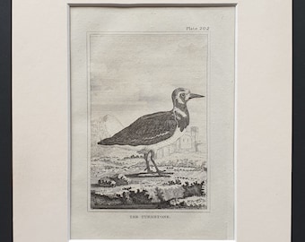 The Turnstone -  Original 1812 Buffon print in mount (202)