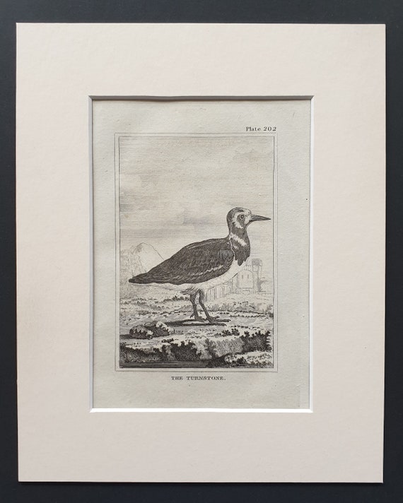 The Turnstone -  Original 1812 Buffon print in mount (202)