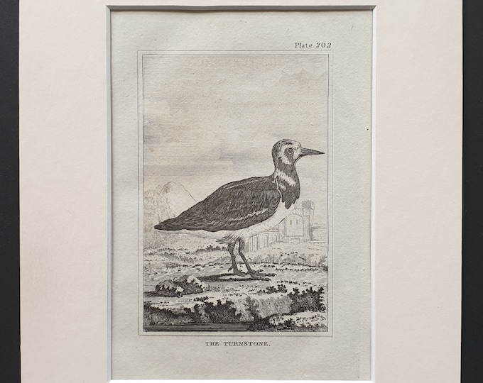 The Turnstone -  Original 1812 Buffon print in mount (202)