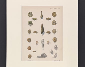 Shells - Original 1880s Sowerby's Book of Shells Print