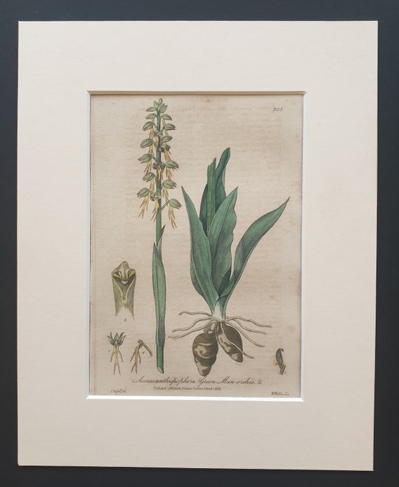 Green Man Orchis - Original 1839 hand coloured flower print in mount