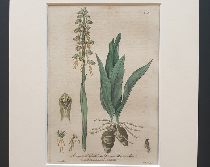 Green Man Orchis - Original 1839 hand coloured flower print in mount