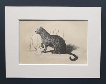 The Domestic Cat - Original 1851 John Tallis woodblock print