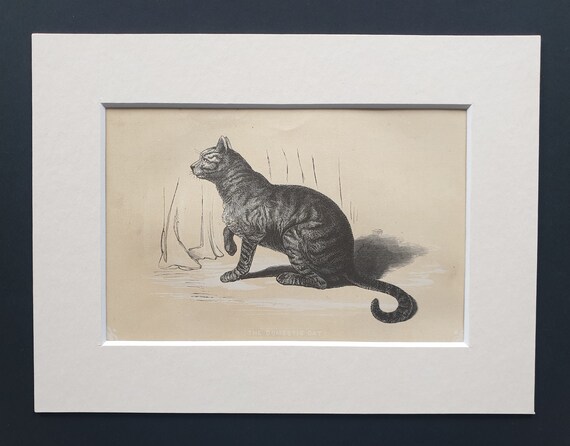 The Domestic Cat - Original 1851 John Tallis woodblock print