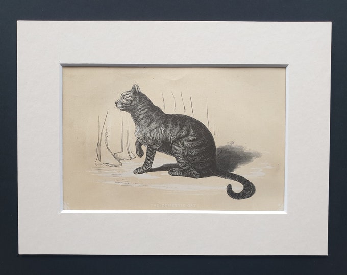 The Domestic Cat - Original 1851 John Tallis woodblock print