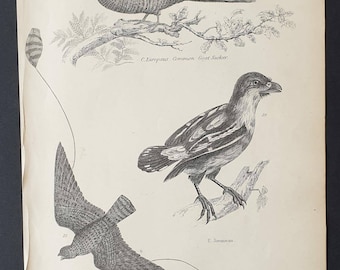 Suckers - Original c1860's Museum of Natural History print