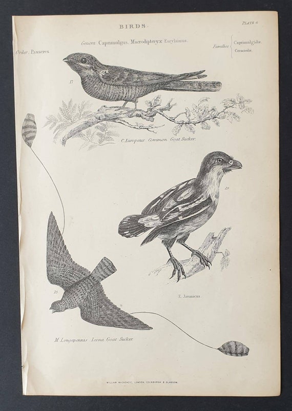 Original c1860's Museum of Natural History print - Suckers