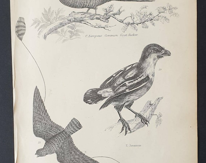 Original c1860's Museum of Natural History print - Suckers