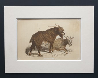 Goats - Original 1851 John Tallis woodblock print
