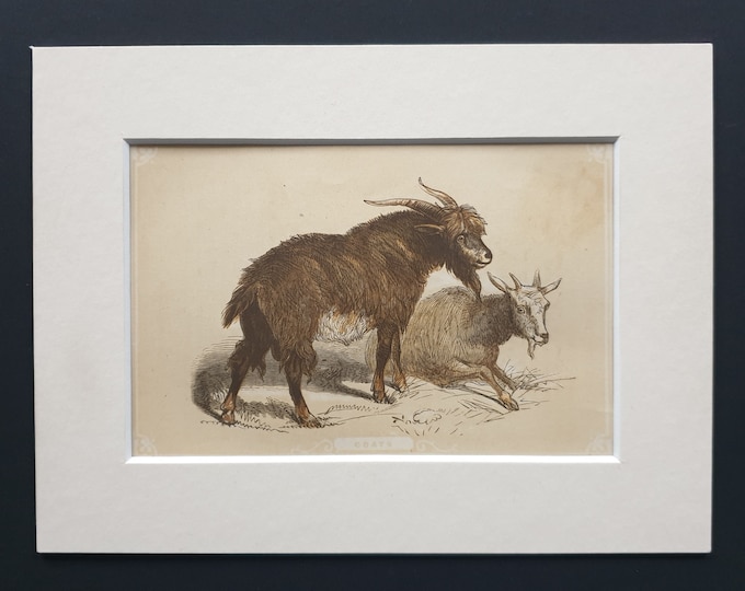 Goats - Original 1851 John Tallis woodblock print