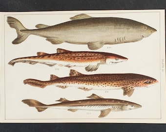 Original 1915 fish print - Plate 30
