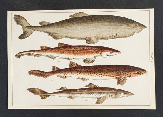 Original 1915 fish print - Plate 30