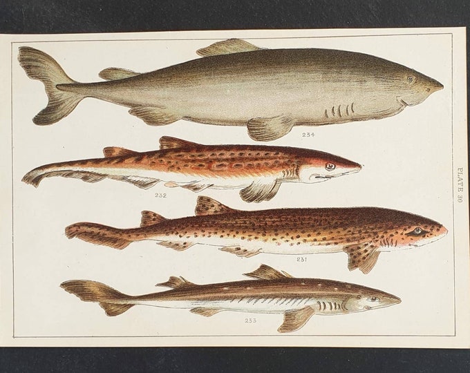 Original 1915 fish print - Plate 30