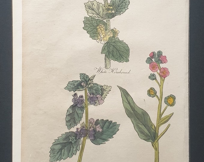 White Horehound, Black Horehound and Houndstongue - Original c1810 Culpeper print