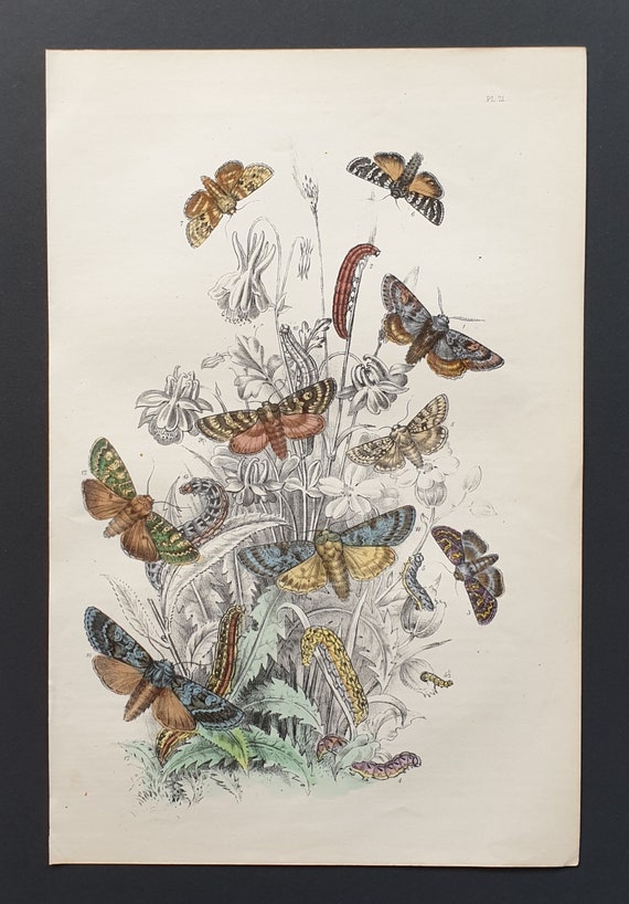 Feathered Ear Moths and others - Original hand coloured 1860 print