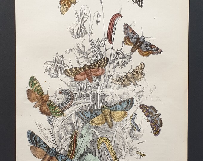 Feathered Ear Moths and others - Original hand coloured 1860 print