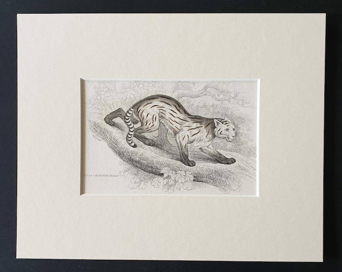 Original 1834 hand coloured  Naturalists Library print - The Coloco