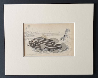 The Oriental Gramistes - Original 1843 hand coloured fish print in mount