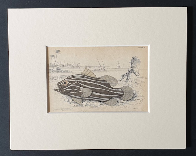 Original 1843 hand coloured fish print in mount - The Oriental Gramistes