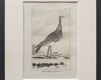 The Horned Screamer - Original 1812 Buffon print in mount (179)