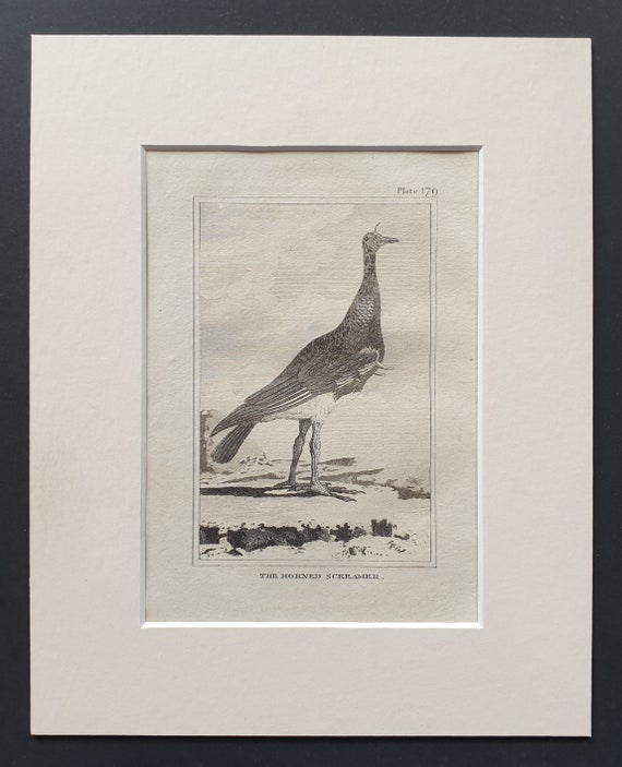 The Horned Screamer - Original 1812 Buffon print in mount (179)