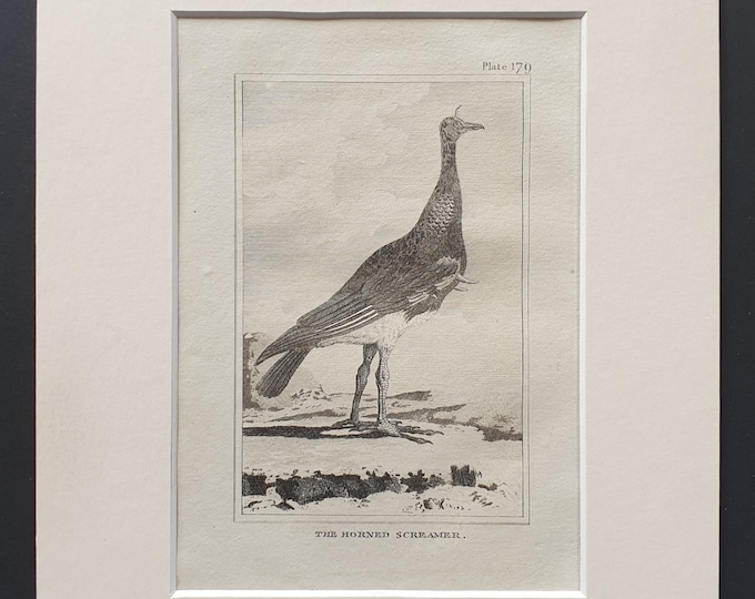 The Horned Screamer - Original 1812 Buffon print in mount (179)