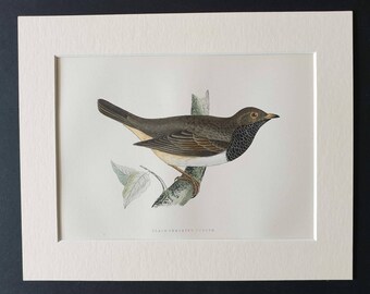 Black Throated Thrush - Original 1891 hand coloured bird print in mount
