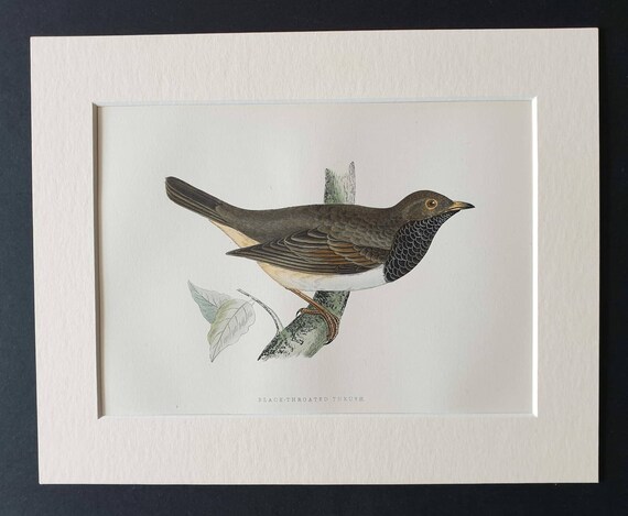 Original 1891 hand coloured bird print in mount - Black Throated Thrush